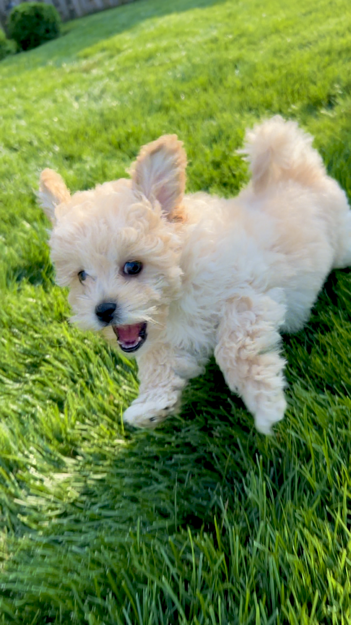 Ringo